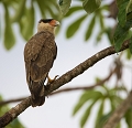 caracara